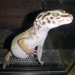 Cojoo