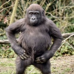 willssoni
