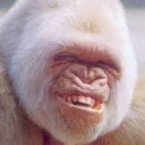 Player xDlima avatar