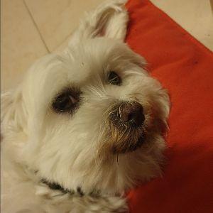 Snoepy avatar