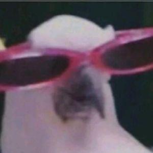 -t4kushi1337 avatar