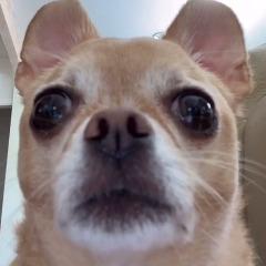 Skipeeh avatar