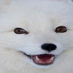 XimaAlopex avatar