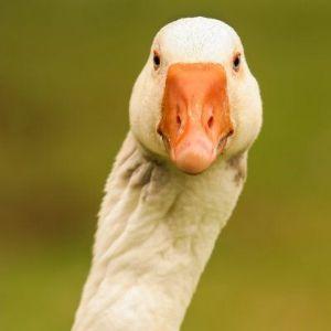 BOTOFRAGER avatar