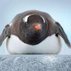 cookieKL avatar
