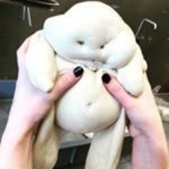 Dankovas