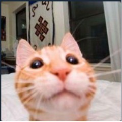 MorrisG