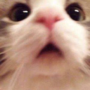 FP5n00b avatar