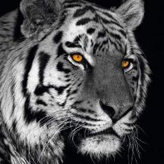 BOSKIxTIGER