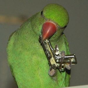 PAPYGAUI avatar