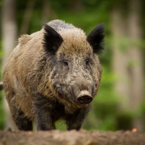 SANGLIER-