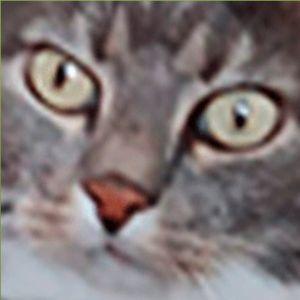Player _c_a_t avatar