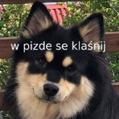 Kociek avatar