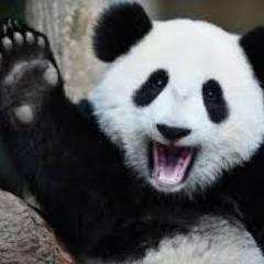 P_Phea avatar