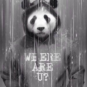 Panda_2109