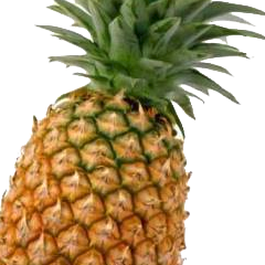 NacFolder