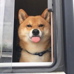 LiZu_ FACEIT avatar