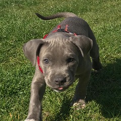 Stalkaa