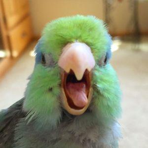GoCHa7 avatar