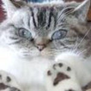 Player Sherpza avatar