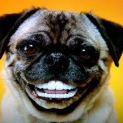 Lofousek avatar