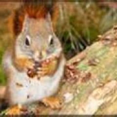 __Squirrel__ avatar