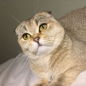KINGREAT