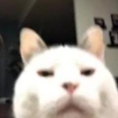 macoXD avatar