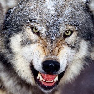 Wollkot