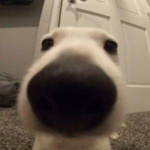 Panswitarek avatar