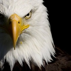 EAGLELELE