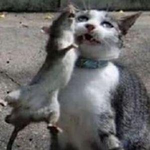 Shankerinnit avatar