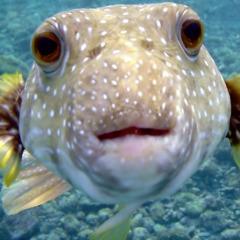 BallFish3