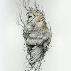 Owl1994 avatar
