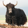 Koningyak