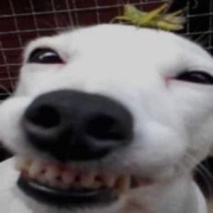 elv1314 avatar