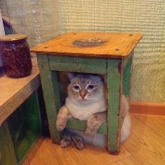 Zhambota avatar