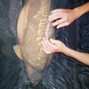Carp81 avatar
