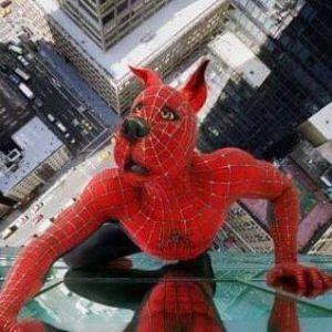 lSilverCrowl avatar
