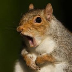 --Squirrel--