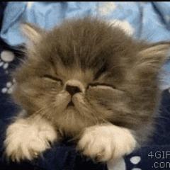 FelixKitten avatar