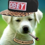 don_pouleti
