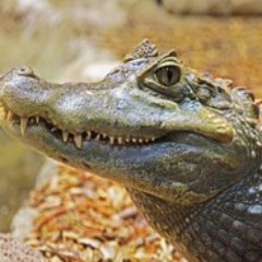 KillerCroco