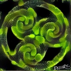 cedricdc