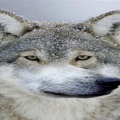 pidak89 avatar