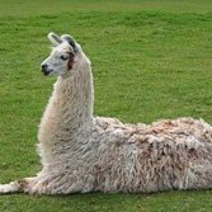 llamaceaser avatar