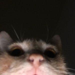 Akela_2