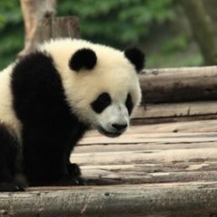 --paNda avatar
