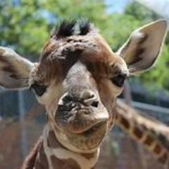 Player jahraffe avatar