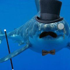 SIRsharkie avatar